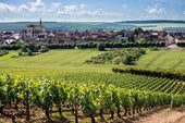 5 Fun Facts About Burgundy