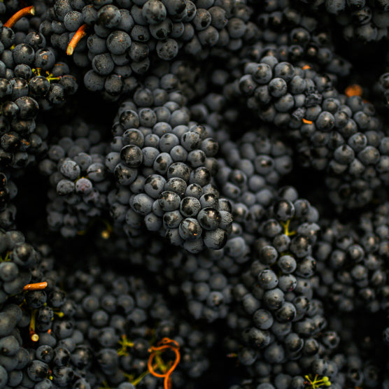 What Are Tannins?