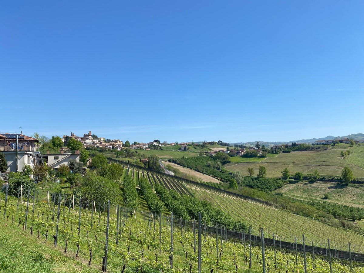Exploring Lesser-Known Wine Varieties — Plume Ridge Bottle Shop