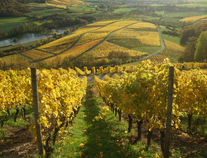 The Role of Terroir and Why Location Matters in Wine — Plume Ridge ...