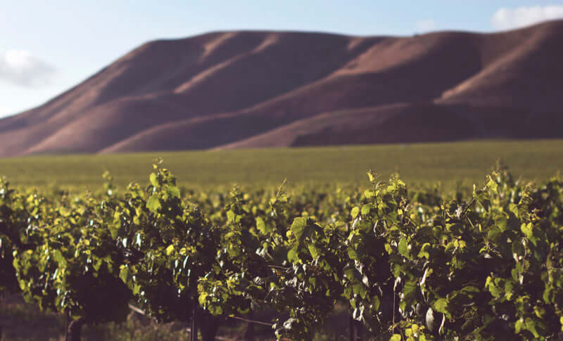 What is Sustainable Wine?