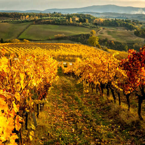 Best Wines to Enjoy in the Fall