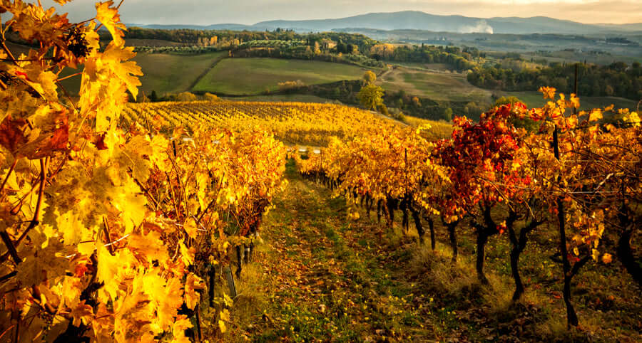 Best Wines to Enjoy in the Fall