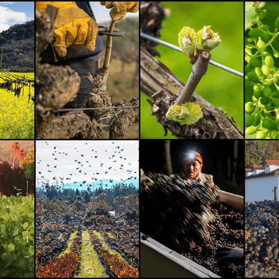A Year in the Life of a Grape Grower