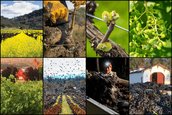 A Year in the Life of a Grape Grower