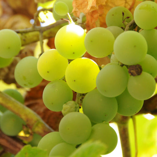 5 Tips For Choosing a Chardonnay 