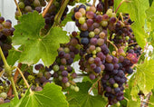 Exploring Indigenous Grape Varieties You’ve Never Heard Of