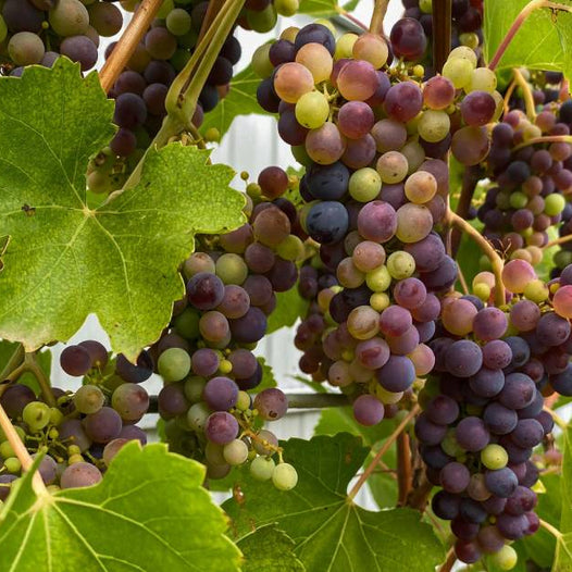 Exploring Indigenous Grape Varieties You’ve Never Heard Of