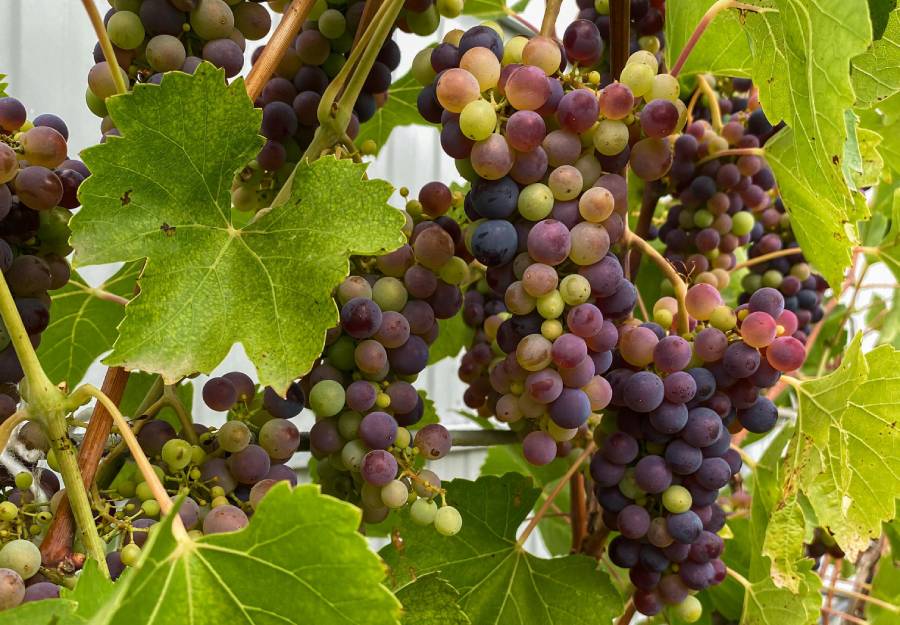 Exploring Indigenous Grape Varieties You’ve Never Heard Of