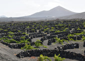 Volcanic Soils in Wine: Flavor Myth or Proven Influence?