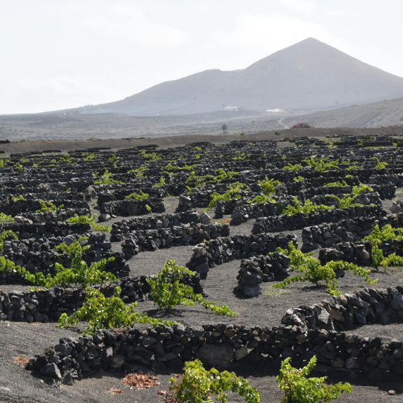 Volcanic Soils in Wine: Flavor Myth or Proven Influence?