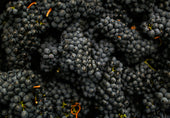 What Are Tannins?