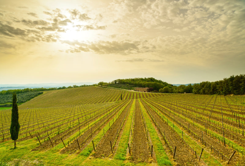 The Impact of Climate Change on the Wine Industry