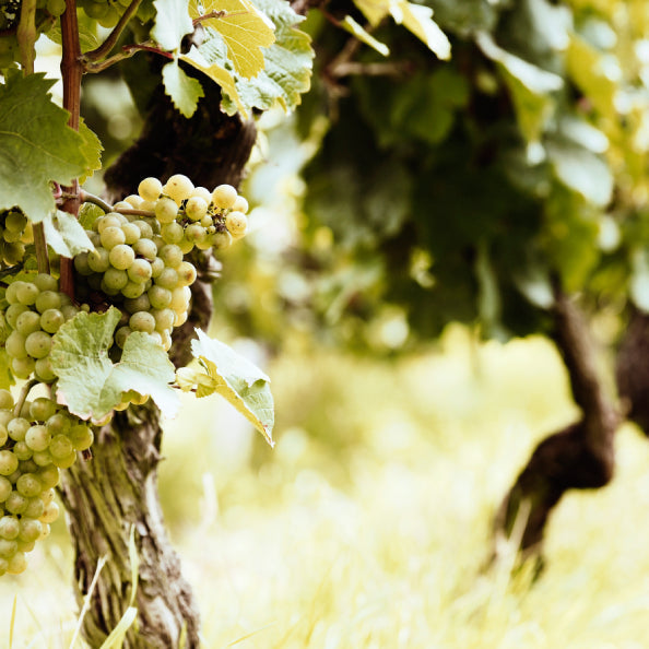 Hidden Gem Regions That Overdeliver for the Price