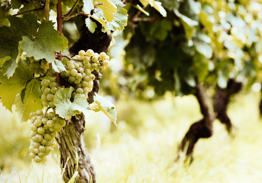 Hidden Gem Regions That Overdeliver for the Price